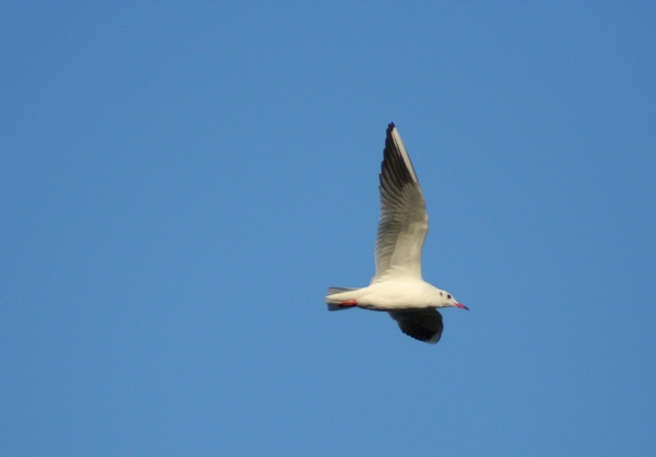 uccelli in volo